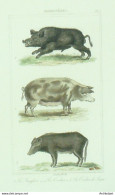 Gravure Vauthier-Buffon Cochons De Siam' Sanglier' 1833 - Estampes & Gravures