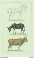 Gravure Vauthier-Buffon 'Cheval' Ane' Bœuf' 1833 - Prints & Engravings