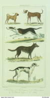 Gravure Vauthier-Buffon 'Chien Courant' Dogue' Doguin' Berger' 1833 - Prints & Engravings