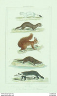 Gravure Vauthier-Buffon 'Hermine' Putois' Loutre' Blaireau' 1833 - Stiche & Gravuren