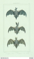 Gravure Vauthier-Buffon 'Chauve-Souris' Oreillard' Noctule' 1833 - Estampes & Gravures