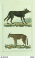 Gravure Vauthier-Buffon 'Loups Du Mexique & Noir' 1833 - Stiche & Gravuren
