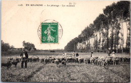 41 En Sologne - Le Paturage - Les Moutons - Other & Unclassified
