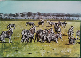 Mosambik Ansichtskarte 1991 Zebra In Frankatur Und Ansicht - Mozambique