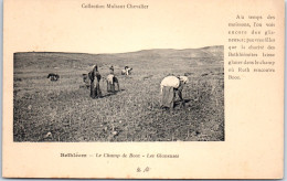 ISRAEL - BETHLEEM - Le Champ De Booz, Les Glaneuses  - Israel