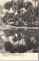 INDE - Palms And Refections Madras  - Indien