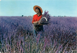 Femmes - Scène De Provence - Cueillette De La Lavande - Folklore - CPM - Voir Scans Recto-Verso - Femmes