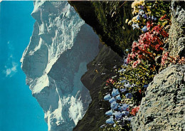 Suisse - BE Berne - Jungfrau - Fleurs - CPM - Carte Neuve - Voir Scans Recto-Verso - Sonstige & Ohne Zuordnung