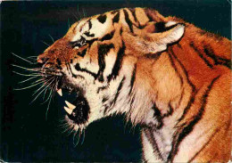 Animaux - Fauves - Tigre - Tiger - Zoo De La Palmyre - Royan - CPM - Carte Neuve - Voir Scans Recto-Verso - Tiger