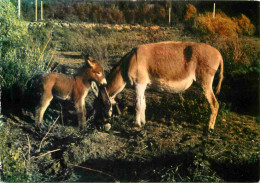 Animaux - Anes - Anon - Donkeys - Burros - Esel - Asini - CPM - Voir Scans Recto-Verso - Donkeys