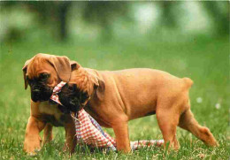 Animaux - Chiens - Chiots - CPM - Voir Scans Recto-Verso - Dogs