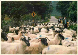 Animaux - Moutons - Irlande - Ireland - On The Road To Maam Cross - Connemara - CPM - Voir Scans Recto-Verso - Other & Unclassified