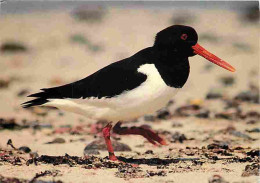 Animaux - Oiseaux - Oystercatcher - CPM - Voir Scans Recto-Verso - Oiseaux