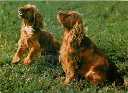 Chiens - CPM - Voir Scans Recto-Verso - Hunde