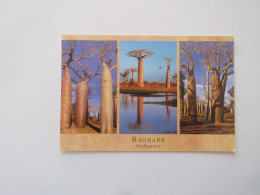 BAOBABS - Madagasacr - Madagascar