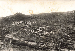 FRANCE - Langogne - Un Berger  Gardant Son Troupeau Dans La Montagne - Carte Postale - Langogne