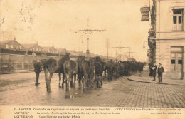 BELGIQUE - Anvers - Cavalcade De Vieux Chevaux Anglais En Route Pour L'abattoir - Animé - Carte Postale Ancienne - Antwerpen