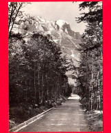 ITALIA - Abruzzo - L'Aquila - Gran Sasso (2914) - Bosco Prati Di Tivo (1510) - Cartolina Non Viaggiata - L'Aquila