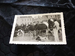 P-1171 , Photo, Une Foire Aux Bestiaux En Région Saône Et Loire, Circa 1960 - Orte