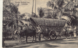 Sri Lanka Double Bullock Cart Colombo - Sri Lanka (Ceylon)