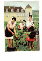 Cpm - Folklore - Collection Bourguignonne Vendanges En Bourgogne Femme Vendangeuse - Raisin Vigne Sécateur - R. Moisy 75 - Costumes