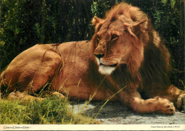 African Wildlife Lion - Löwen