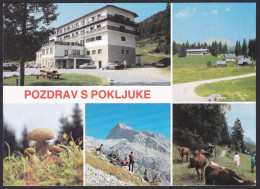 Pokljuka - Slovenia