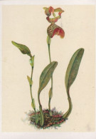 115918 - Bulbophyllum Grandiflorum Wildart Aus Neu-Guinea - Autres & Non Classés