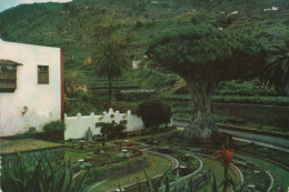 66338 - Spanien - Icod De Los Vinos - Drago Milenario Y Paisaje - Ca. 1975 - Tenerife