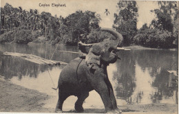 Sri Lanka Ceylon Elephant - Sri Lanka (Ceylon)