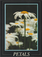 Petals - White Daisy, C.1990s - Athena Postcard - Fleurs