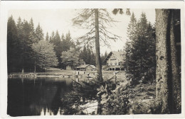 Bayer-Wald Arbersee Photo AK Belebt - Bodenmais