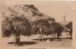 Yemen Firewood Sellers Aden - Jemen