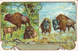 Bos Et Bison D Amerique - Other & Unclassified