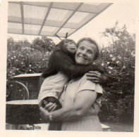 Photographie Anonyme Vintage Snapshot Singe Monkey Love - Autres & Non Classés