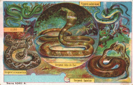 Les Serpents - Andere & Zonder Classificatie