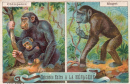 Chromo Chicorée A La Ménagère Chimpanzé Et Magot - Thee & Koffie