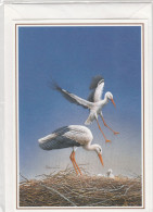 BUZIN.LA CIGOGNE BLANCHE - 1985-.. Oiseaux (Buzin)