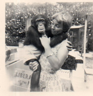 Photographie Anonyme Vintage Snapshot Singe Monkey Love - Autres & Non Classés