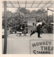 Photographie Anonyme Vintage Snapshot Singe Monkey Cirque Circus - Sonstige & Ohne Zuordnung