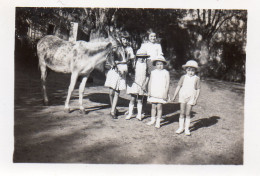 Photographie Photo Amateur Vintage Snapshot Ane Donkey Mule Enfant Child - Personnes Anonymes