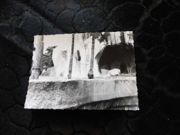 P-1235 , Photo, Zoo De Vincennes, 1969 , Un Lion - Lieux