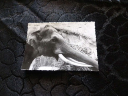 P-1237 , Photo, Zoo De Vincennes, 1969 , Un éléphant - Lieux