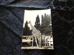 P-1243 , Photo, Zoo De Vincennes, 1969 , Girafe Et Girafon - Lieux