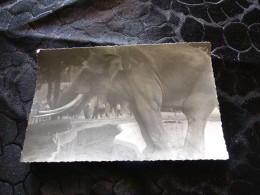 P-1246 , Photo, Zoo De Vincennes, 1969 , Un éléphant - Lieux