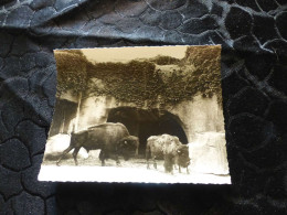 P-1249 , Photo, Zoo De Vincennes, 1969 , Des Bisons - Lieux