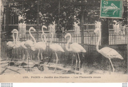 I5-75) PARIS - JARDIN DES PLANTES - LES FLAMANTS ROSES - ENCLOS - 2 SCANS  - Parks, Gärten