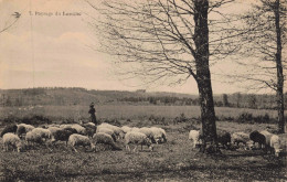 19 - LONZAC - S29381 - Paysage - Agriculture Moutons - Autres & Non Classés