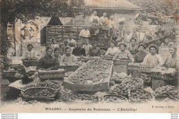 J6-69) MILLERY (RHONE) COOPERATIVE DES PRODUCTEURS - L' EMBALLAGE  DES PECHES - (TRES ANIMEE - 2 SCANS) - Autres & Non Classés