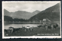 11600 Alpe Ritom - Hôtel Piora - Mucche Al Pascolo - Sonstige & Ohne Zuordnung